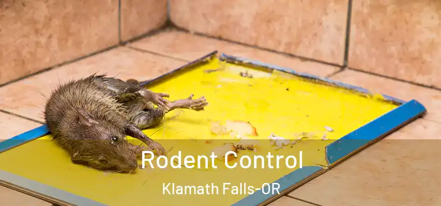 Rodent Control Klamath Falls-OR