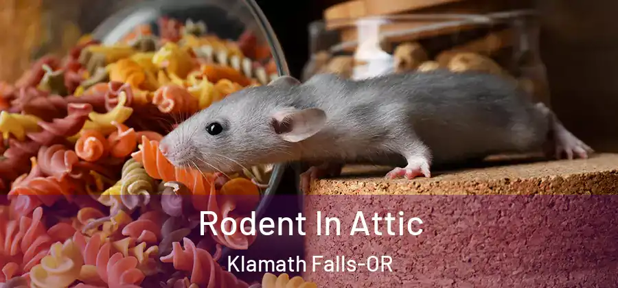 Rodent In Attic Klamath Falls-OR