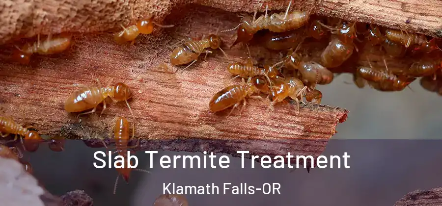 Slab Termite Treatment Klamath Falls-OR