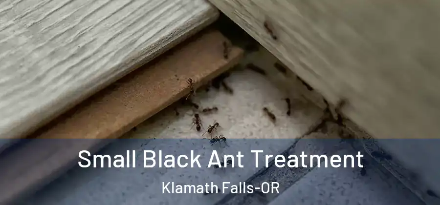 Small Black Ant Treatment Klamath Falls-OR