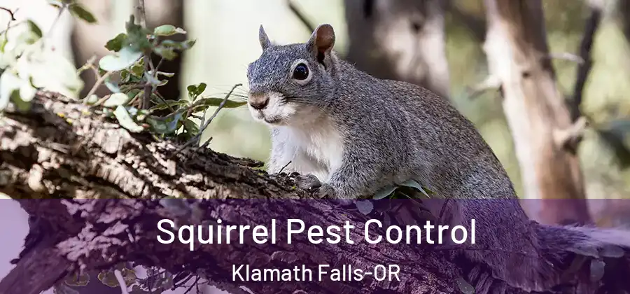 Squirrel Pest Control Klamath Falls-OR