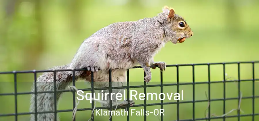 Squirrel Removal Klamath Falls-OR