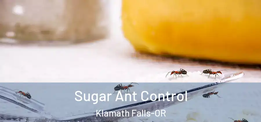 Sugar Ant Control Klamath Falls-OR