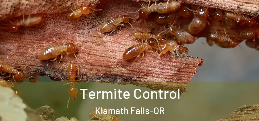 Termite Control Klamath Falls-OR