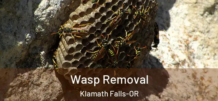 Wasp Removal Klamath Falls-OR