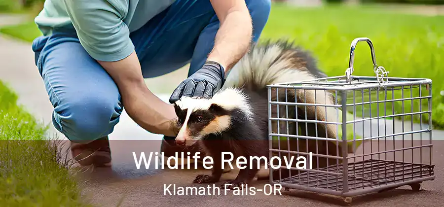  Wildlife Removal Klamath Falls-OR